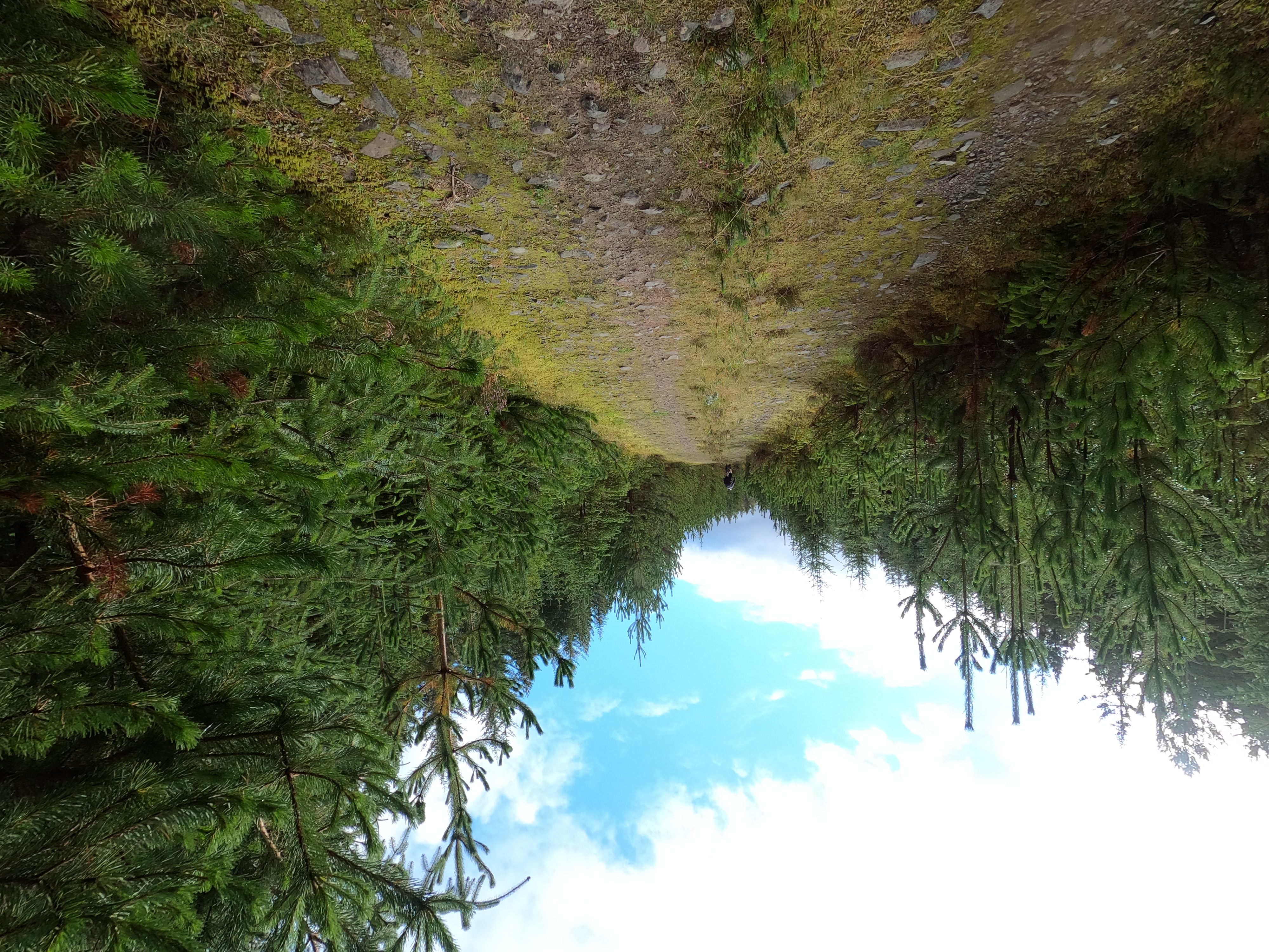 Die Forstraße die nur nach oben geht Placeholder